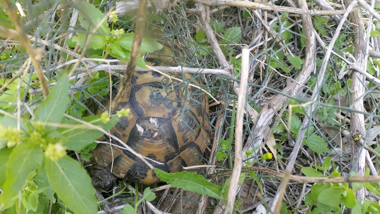 Testudo graeca  photographed by   אתי נפרין 