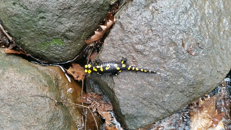 Salamandra infraimmaculata  photographed by צוות תל דן 