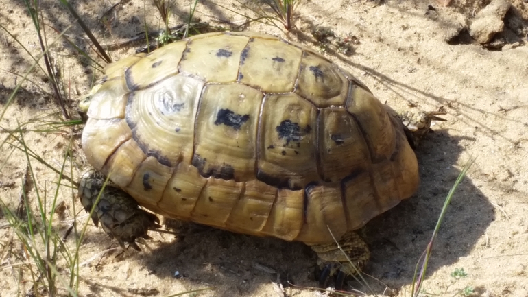 Testudo graeca  photographed by אחר 