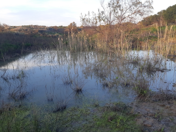 Hyla savignyi (Hyla arborea)  photographed by סיון מרדוק 