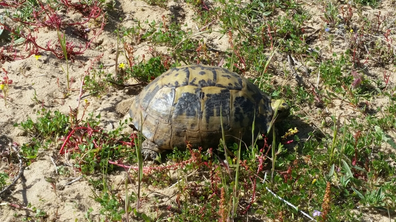 Testudo graeca  photographed by אחר 