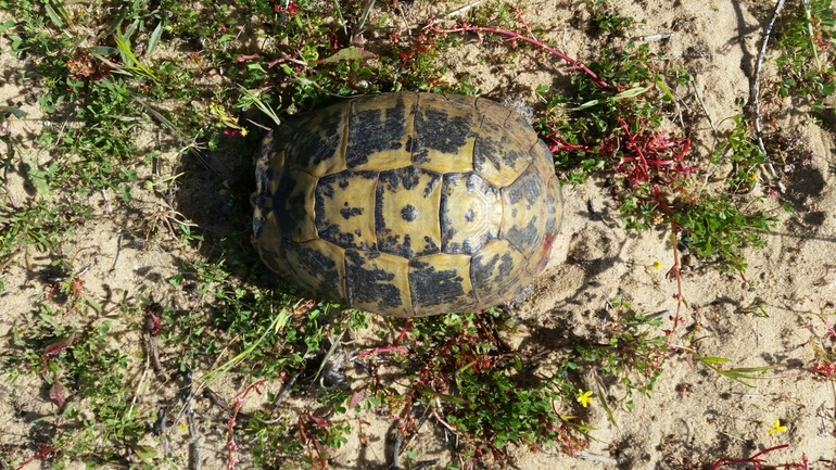 Testudo graeca  photographed by אחר 