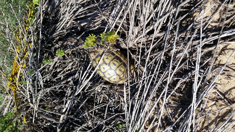 Testudo graeca  photographed by אחר 