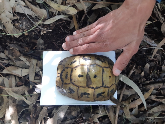 Testudo graeca  photographed by סיון מרדוק 