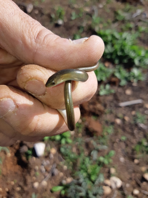 Chalcides guentheri  photographed by urio@npa.org.il 