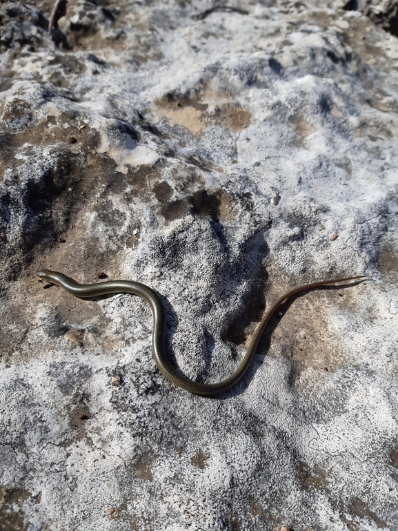 Chalcides guentheri  photographed by urio@npa.org.il 