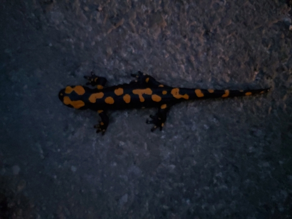 Salamandra infraimmaculata  photographed by ג'לאא בשארה 