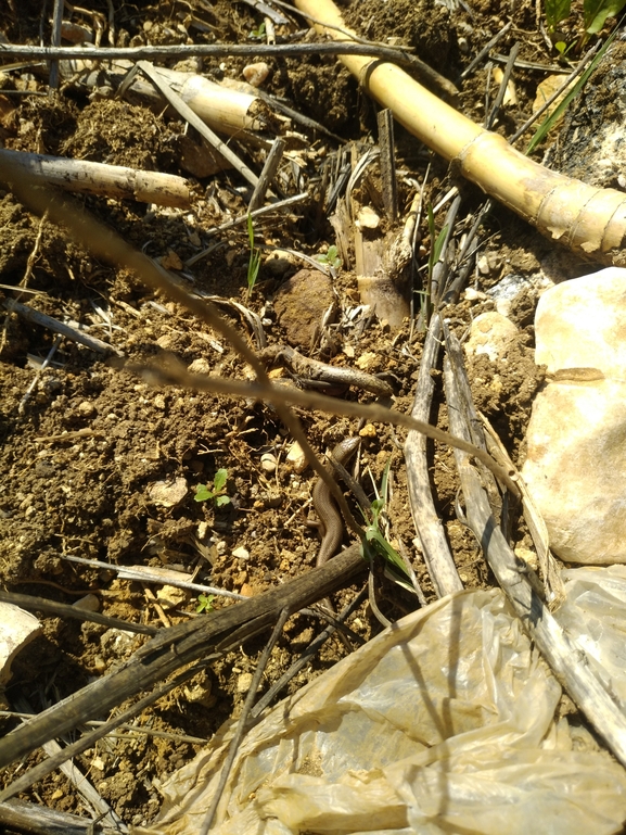 Lacerta laevis laevis  photographed by גאיה שרף 