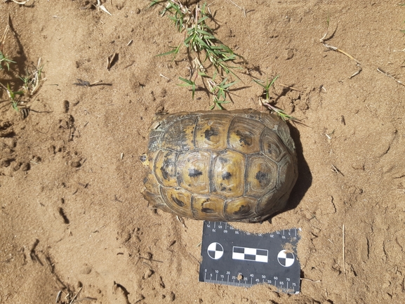 Testudo graeca  photographed by סיון מרדוק 