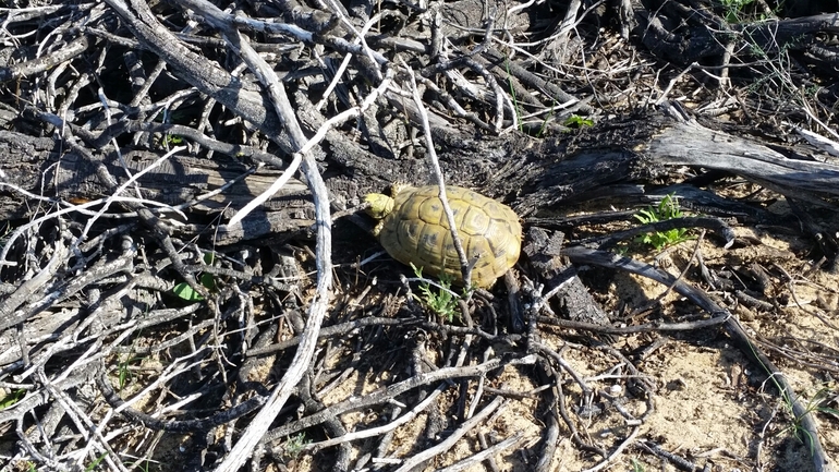 Testudo graeca  photographed by אחר 