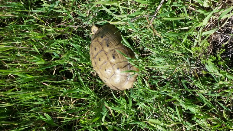 Testudo graeca  photographed by אחר 