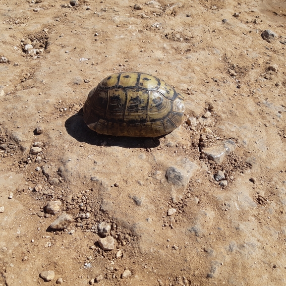 Testudo graeca  photographed by דניאל די-צ'זרה 