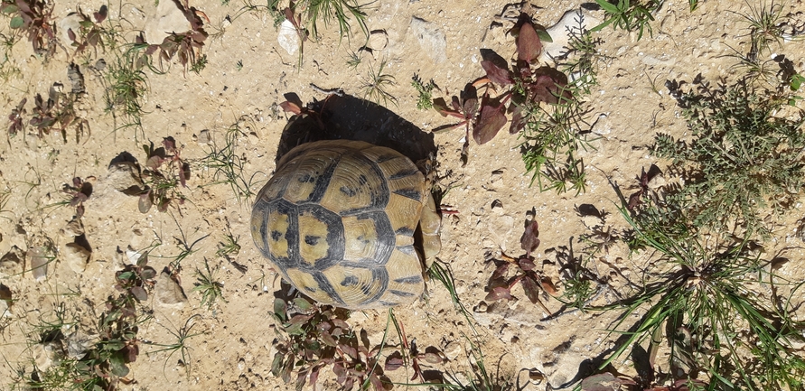 Testudo graeca  photographed by עוואד שלייבי 