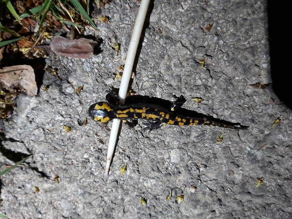 Salamandra infraimmaculata  photographed by ג'לאא בשארה 