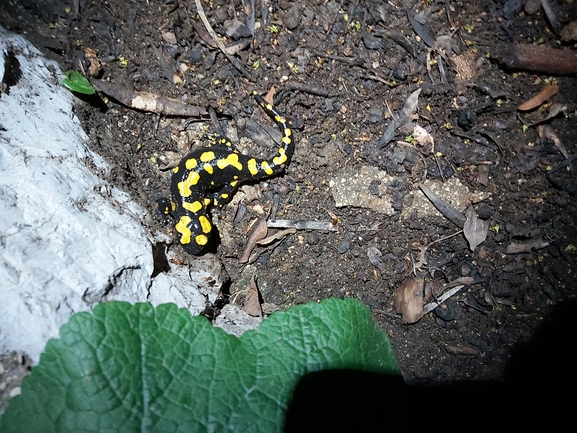 Salamandra infraimmaculata  photographed by ג'לאא בשארה 