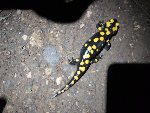 Salamandra infraimmaculata  photographed by ג'לאא בשארה 