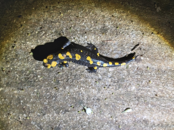 Salamandra infraimmaculata  photographed by ג'לאא בשארה 