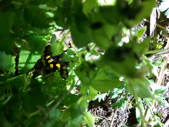 Salamandra infraimmaculata  photographed by ג'לאא בשארה 