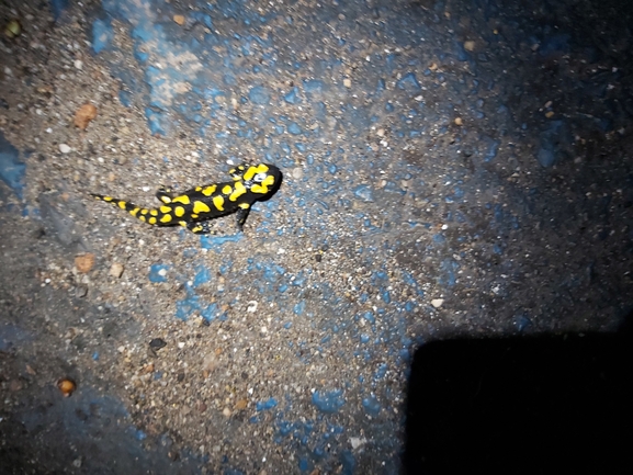 Salamandra infraimmaculata  photographed by ג'לאא בשארה 