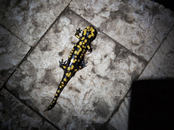 Salamandra infraimmaculata  photographed by ג'לאא בשארה 