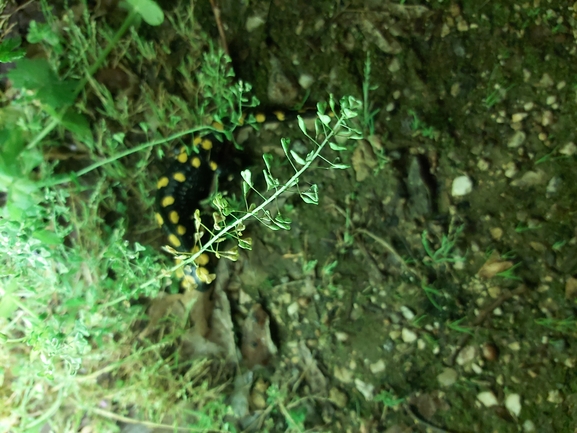 Salamandra infraimmaculata  photographed by ג'לאא בשארה 