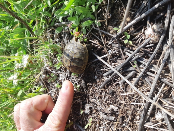 Testudo graeca  photographed by Tammy Keren-Rotem 