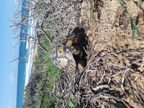 Testudo graeca  photographed by Tammy Keren-Rotem 