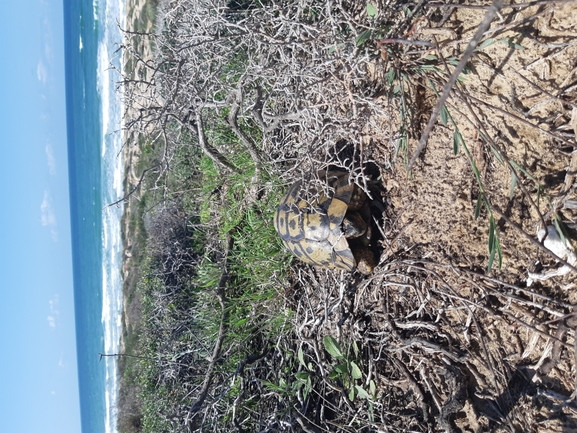 Testudo graeca  photographed by Tammy Keren-Rotem 