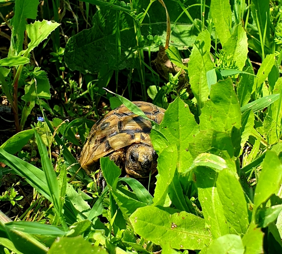 Testudo graeca  photographed by נצר אלימלך 