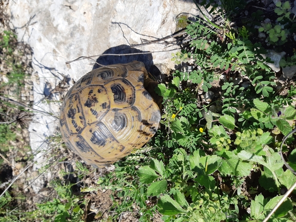 Testudo graeca  photographed by urio@npa.org.il 