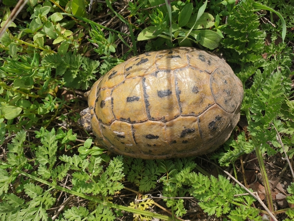 Testudo graeca  photographed by ציון סומך 