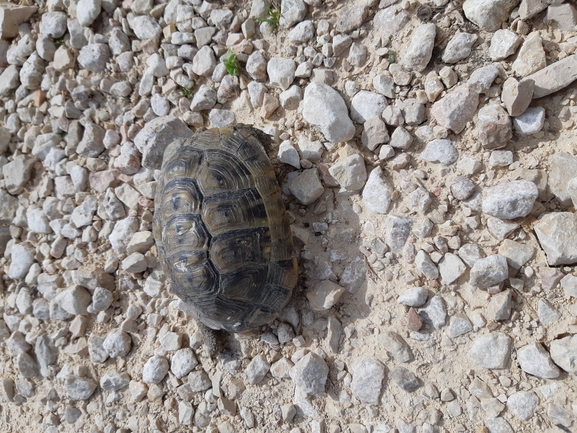 Testudo graeca  photographed by urio@npa.org.il 