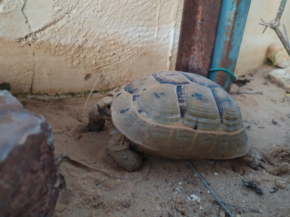 Testudo graeca  photographed by אייל בן גיאט 