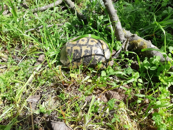 Testudo graeca  photographed by אופיר בריקנשטיין 