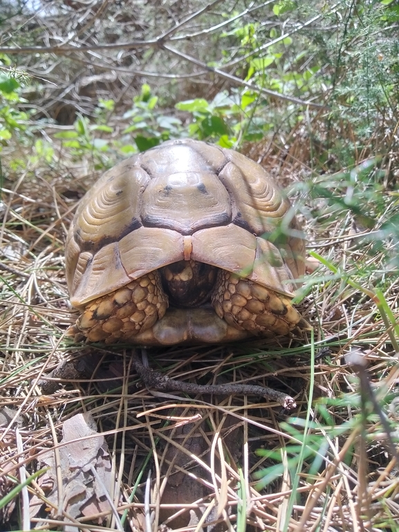 Testudo graeca  photographed by צוות תל דן 