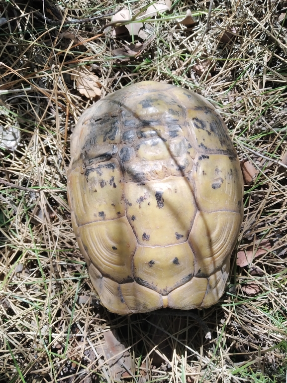 Testudo graeca  photographed by צוות תל דן 