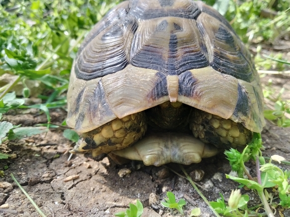 Testudo graeca  photographed by צוות תל דן 