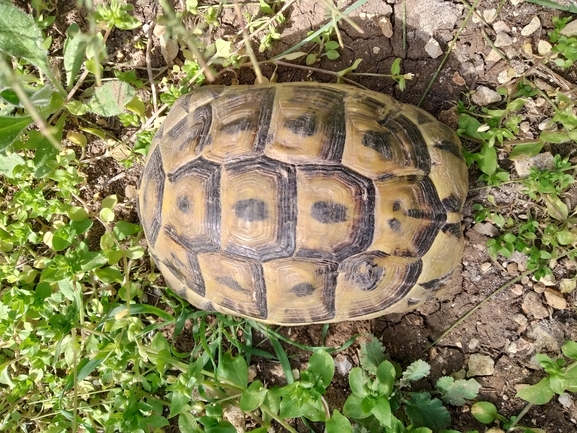 Testudo graeca  photographed by צוות תל דן 