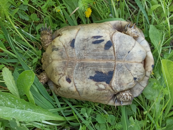 Testudo graeca  photographed by בעז שחם 