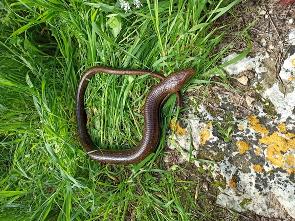 Ophisaurus apodus  photographed by בעז שחם 