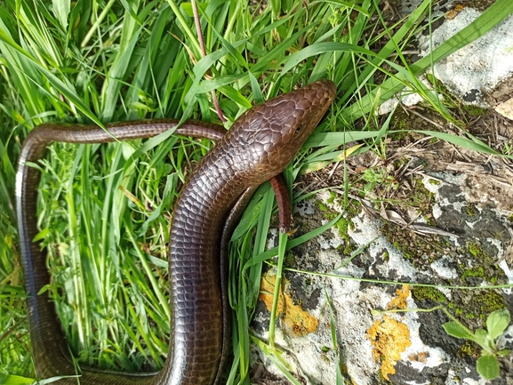 Ophisaurus apodus  photographed by בעז שחם 