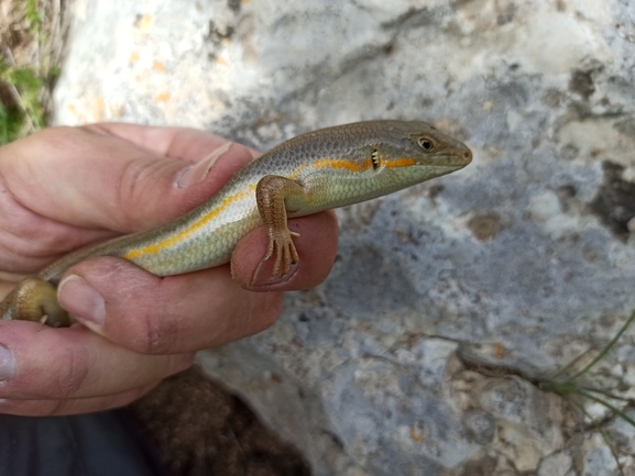 Eumeces schneideri  photographed by בעז שחם 