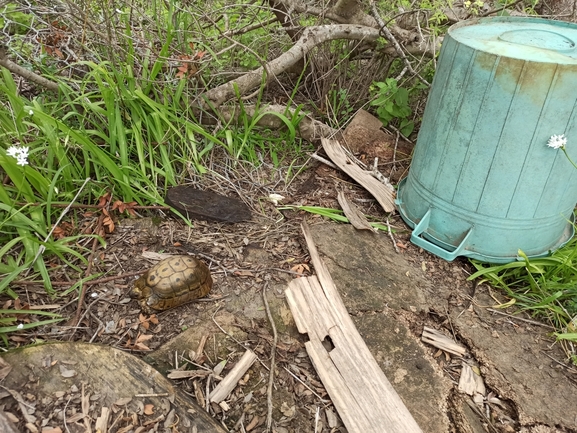 Testudo graeca  photographed by בעז שחם 