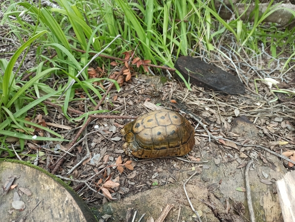 Testudo graeca  photographed by בעז שחם 