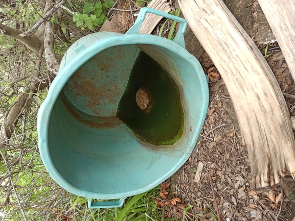 Testudo graeca  photographed by בעז שחם 