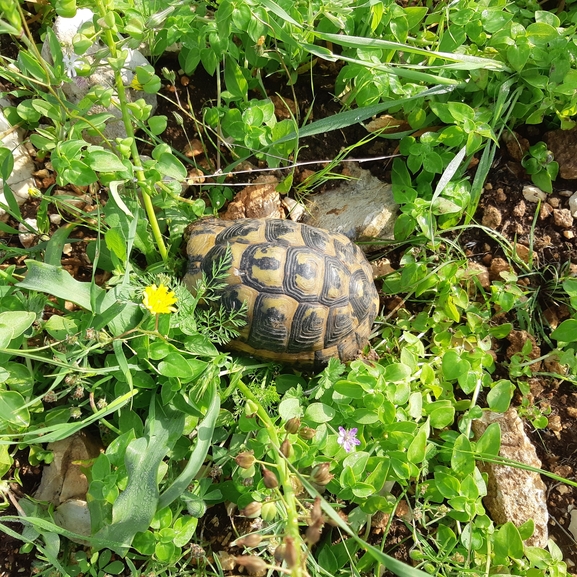 Testudo graeca  photographed by דניאל די-צ'זרה 