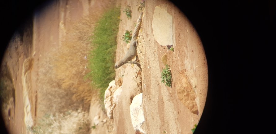 Dabb Lizard  photographed by דיוויד סטרוקוב 