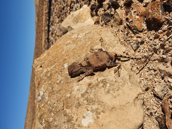 Agama pallida pallida  photographed by Ofer Steinitz 