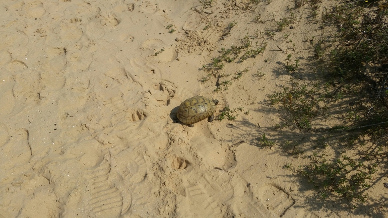 Testudo graeca  photographed by יגאל אסמר טספאי 