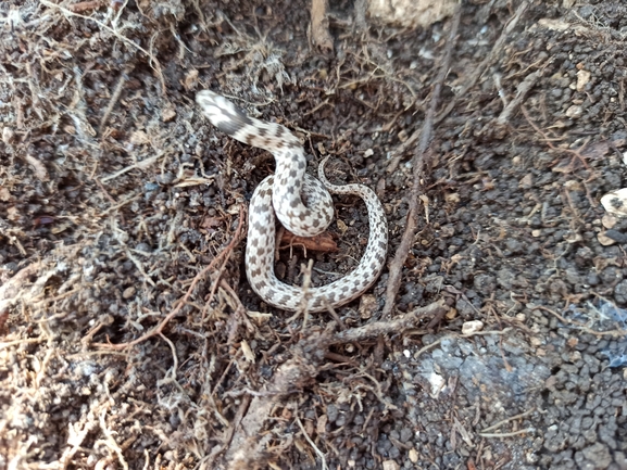 Eirenis coronella  photographed by בעז שחם 